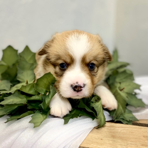 Pembroke Welsh Corgi Puppy Luka