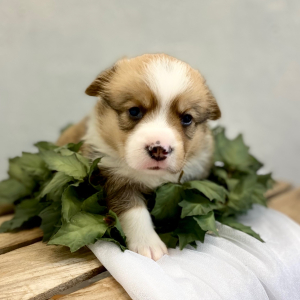 Pembroke Welsh Corgi Puppy Luka