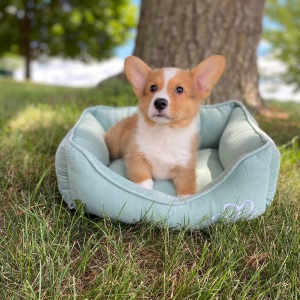 Pembroke Welsh Corgi Puppy Luka