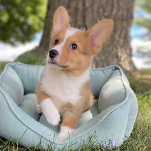 Pembroke Welsh Corgi Puppy Luka