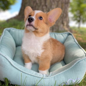Pembroke Welsh Corgi Puppy Luka