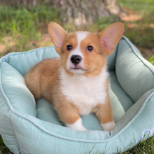 Pembroke Welsh Corgi Puppy Luka