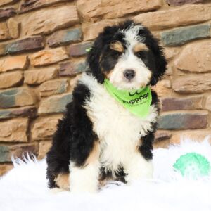 Bernedoodle Puppy Louie