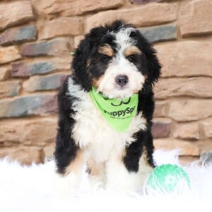 Bernedoodle Puppy Louie