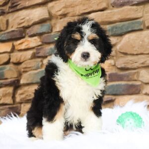 Bernedoodle Puppy Louie