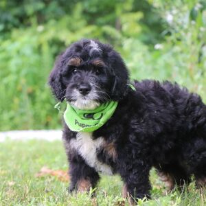 Bernedoodle Puppy Odie