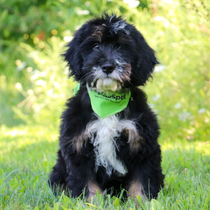 Bernedoodle Puppy Odie