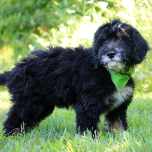 Bernedoodle Puppy Odie