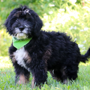 Bernedoodle Puppy Odie