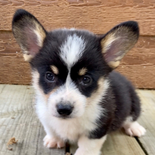 American Corgi Puppy Atlas