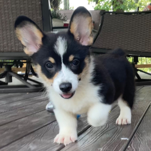American Corgi Puppy Atlas