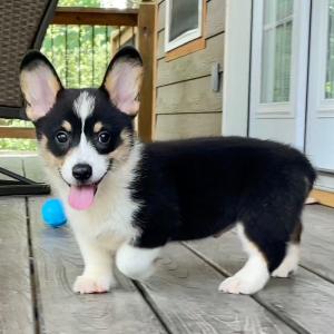 American Corgi Puppy Atlas