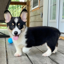 American Corgi Puppy Atlas