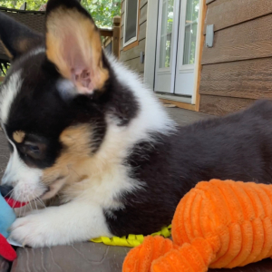 American Corgi Puppy Atlas
