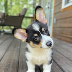 American Corgi Puppy Atlas