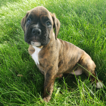 Boxer Puppy Cash