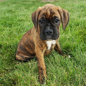 Boxer Puppy Cash