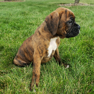 Boxer Puppy Cash