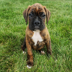 Boxer Puppy Cash