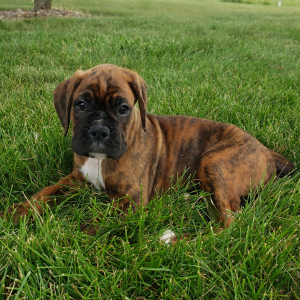 Boxer Puppy Cash