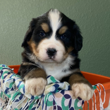 Bernese Mountain Dog Puppy Braxton