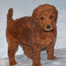 Poodle Puppy Mario