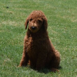 Poodle Puppy Mario