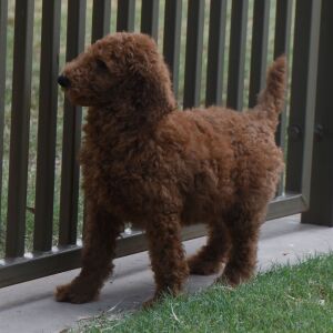 Poodle Puppy Mario
