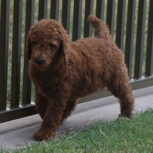 Poodle Puppy Mario