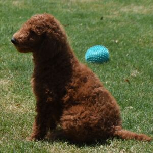 Poodle Puppy Mario