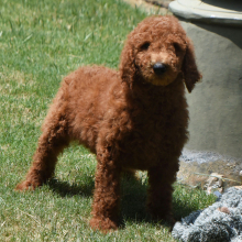 Poodle Puppy Mario