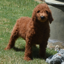 Poodle Puppy Mario
