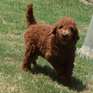 Poodle Puppy Mario