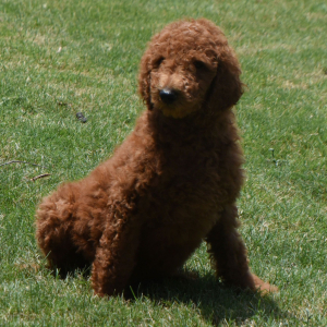 Poodle Puppy Mario