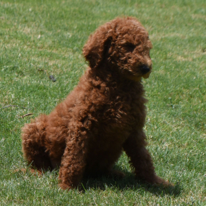 Poodle Puppy Mario