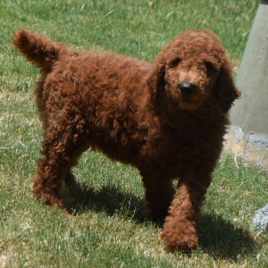 Poodle Puppy Mario