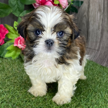 Shih Tzu Puppy Alex