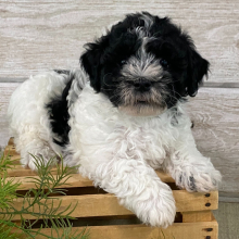 Havanese Puppy Trent