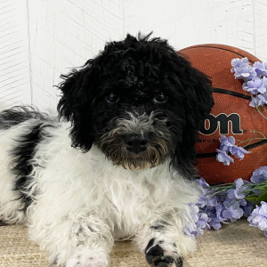 Havanese Puppy Trent