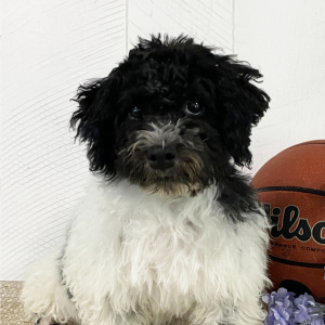 Havanese Puppy Trent