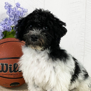 Havanese Puppy Trent