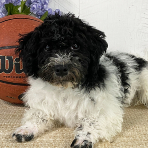 Havanese Puppy Trent