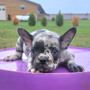 French Bulldog Puppy Adaline