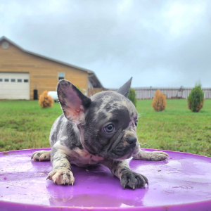 French Bulldog Puppy Adaline