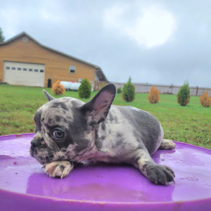 French Bulldog Puppy Adaline