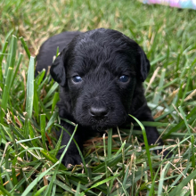 Labradoodle Puppy Hazel