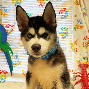 Siberian Husky Puppy Ace