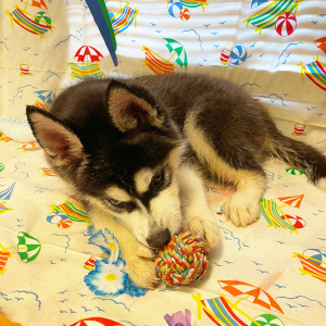 Siberian Husky Puppy Ace