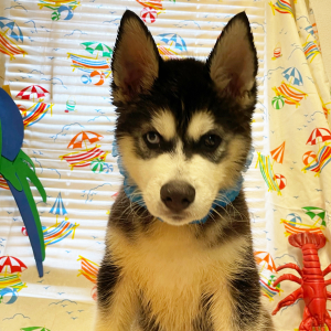 Siberian Husky Puppy Ace