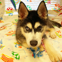 Siberian Husky Puppy Ace